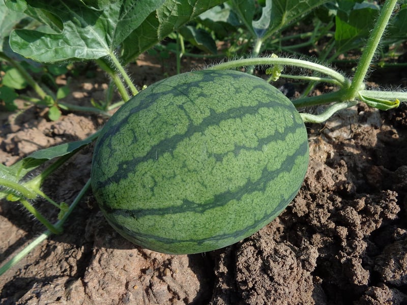 Farm Fresh Produce